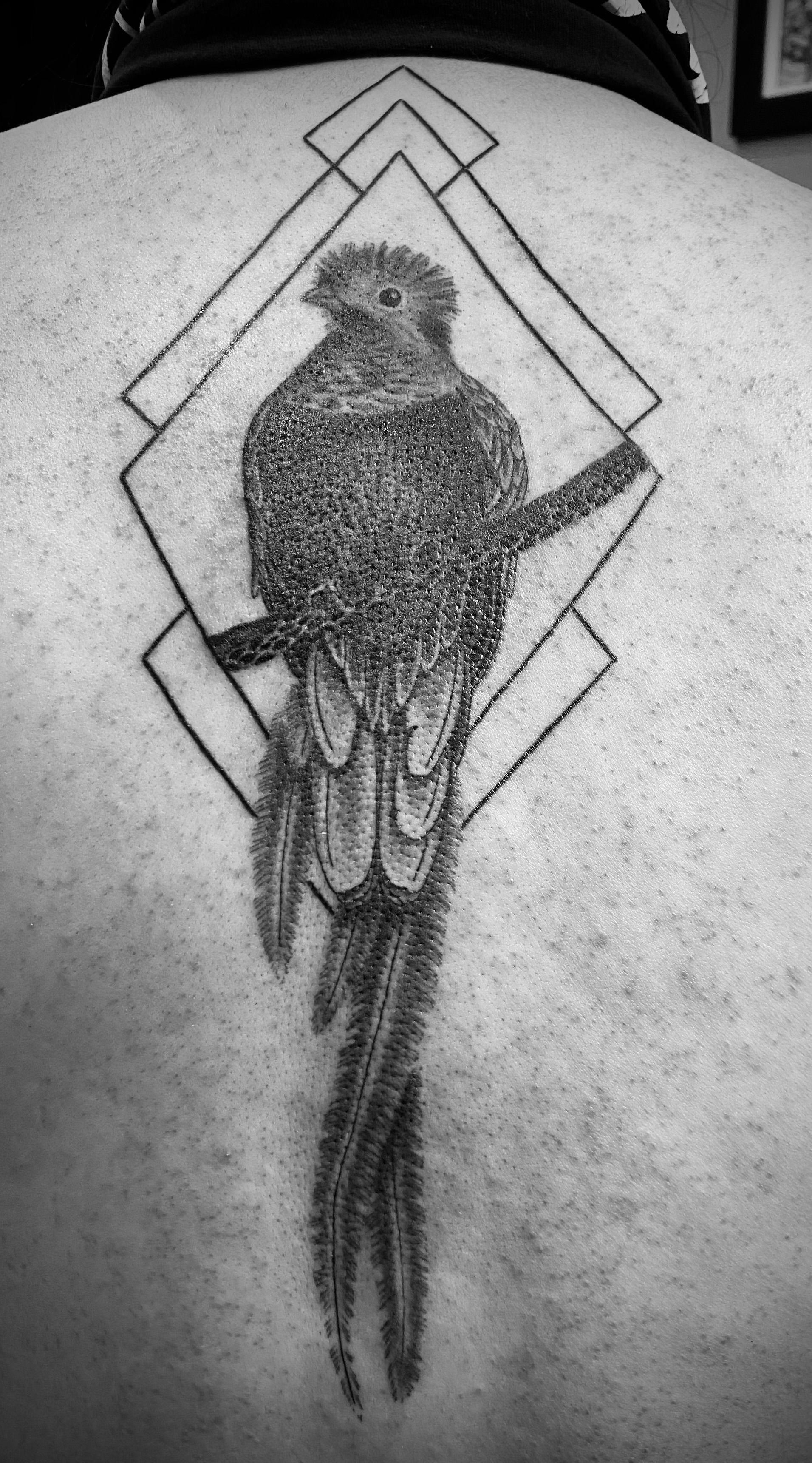 Majestic Quetzal: A Tribute in Ink