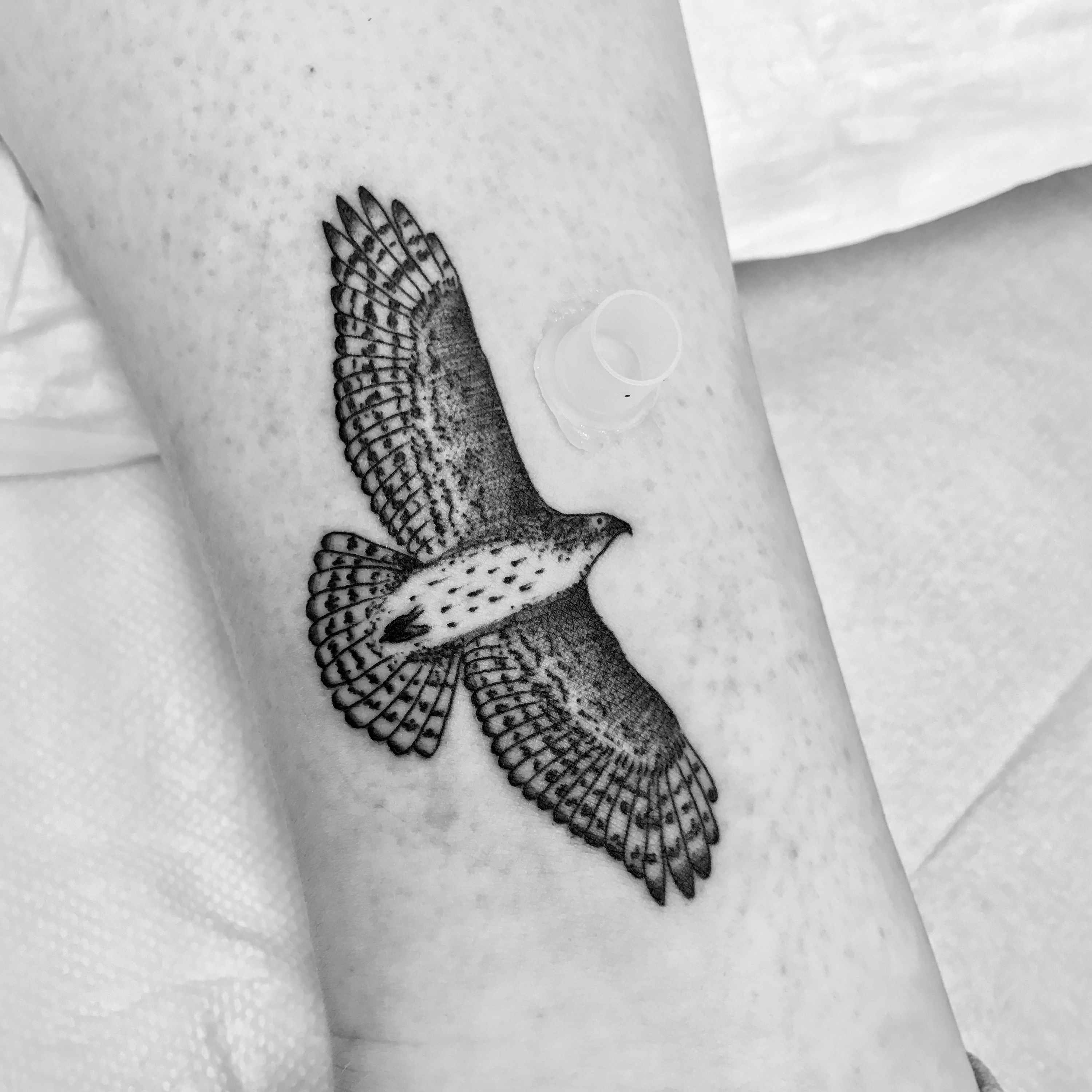 Graceful Flight of the Red-tailed Hawk